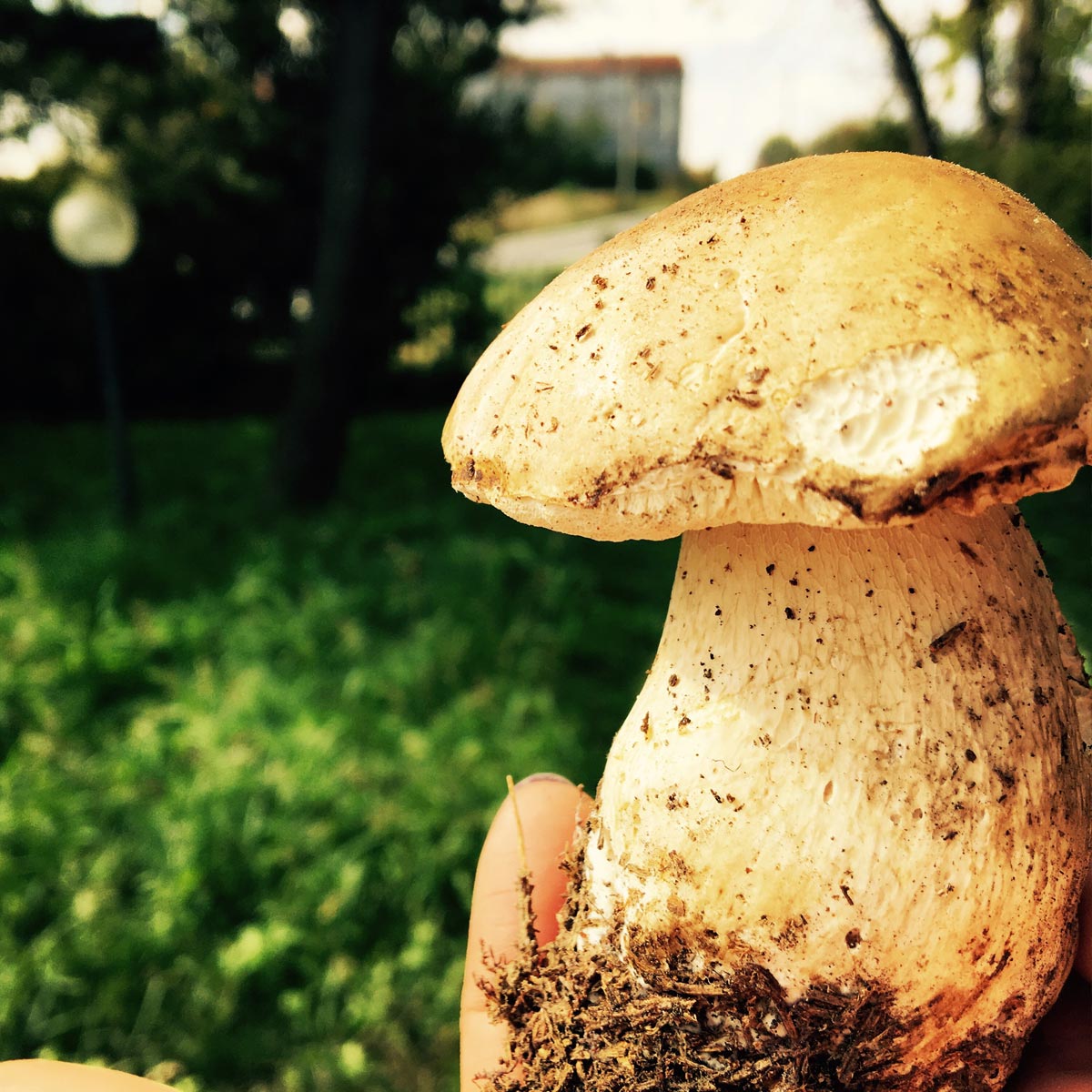 A big mushroom!