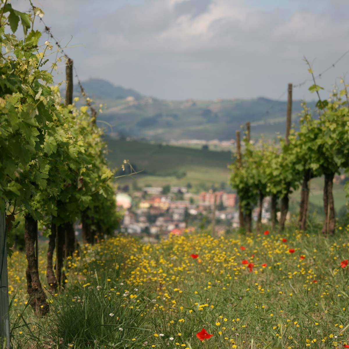 Flowers in the vineyard